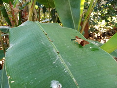 Calpodes longirostris