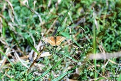 Euptoieta claudia