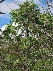 Cussonia natalensis