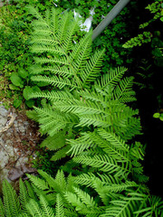 Pteris dentata