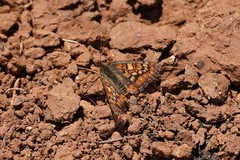 Euphydryas desfontainii