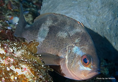 Caesioperca lepidoptera