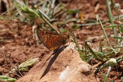 Euphydryas desfontainii