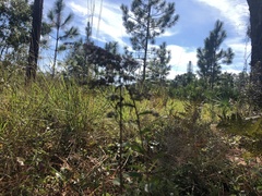 Carphephorus odoratissimus