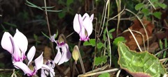 Cyclamen graecum graecum