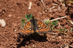 Euphydryas desfontainii