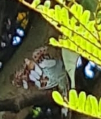 Moduza procris milonia
