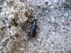 Pterostichus macer