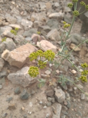 Asteriscium glaucum