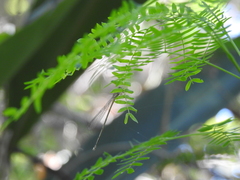 Pseudagrion pilidorsum