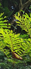 Moduza procris milonia