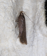 Neofaculta ericetella