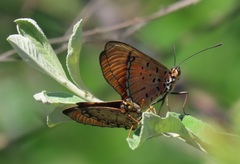 Acraea aglaonice