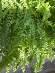 Nephrolepis obliterata