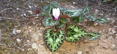Cyclamen graecum graecum