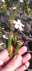 Adenandra obtusata