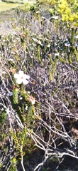 Adenandra obtusata