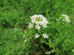 Lysimachia candida