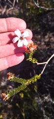 Adenandra obtusata