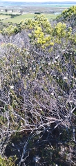 Adenandra obtusata
