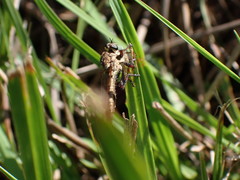 Machimus floridensis