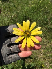 Silphium gracile
