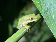 Zhangixalus prasinatus