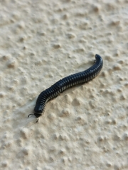 Ommatoiulus rutilans