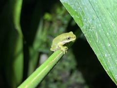 Zhangixalus prasinatus