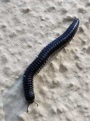 Ommatoiulus rutilans