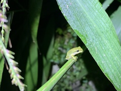 Zhangixalus prasinatus