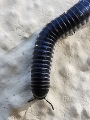 Ommatoiulus rutilans