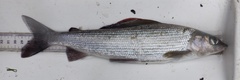 Thymallus thymallus