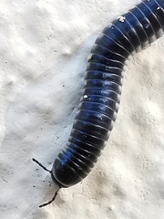 Ommatoiulus rutilans