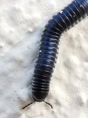Ommatoiulus rutilans