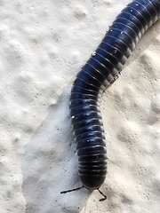Ommatoiulus rutilans
