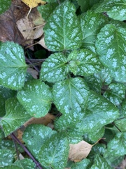 Lamium galeobdolon