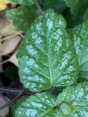 Lamium galeobdolon