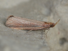 Peoria approximella