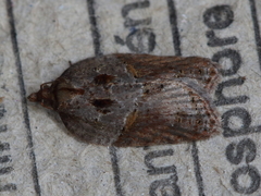 Acleris inana