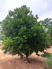 Melicoccus oliviformis