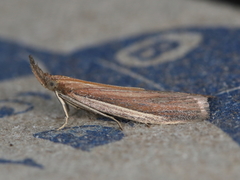 Peoria approximella