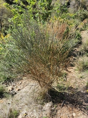 Spartium junceum
