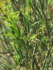Spartium junceum