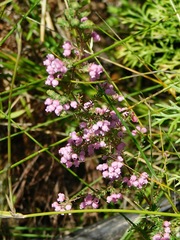 Erica tomentosa