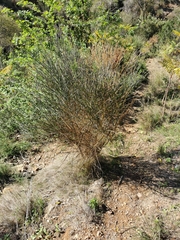 Spartium junceum