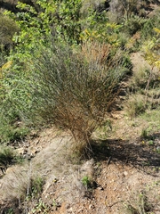 Spartium junceum