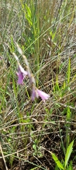 Dierama mossii