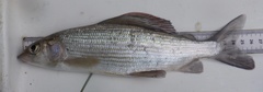 Thymallus thymallus