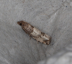 Notocelia incarnatana